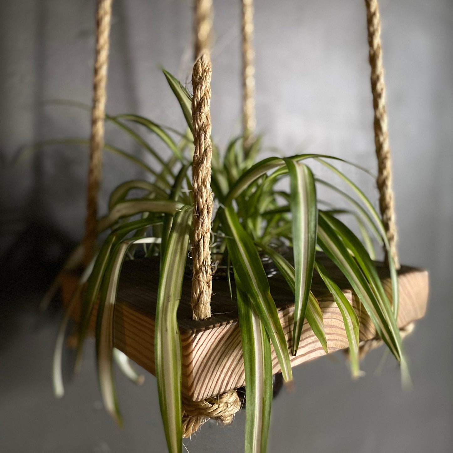 Hanging Wood Planter - SUSIE FRAZIER