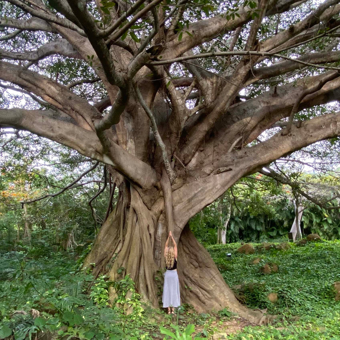 Published Article | The Art of Biophilia