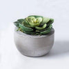 Cement Planter - SUSIE FRAZIER