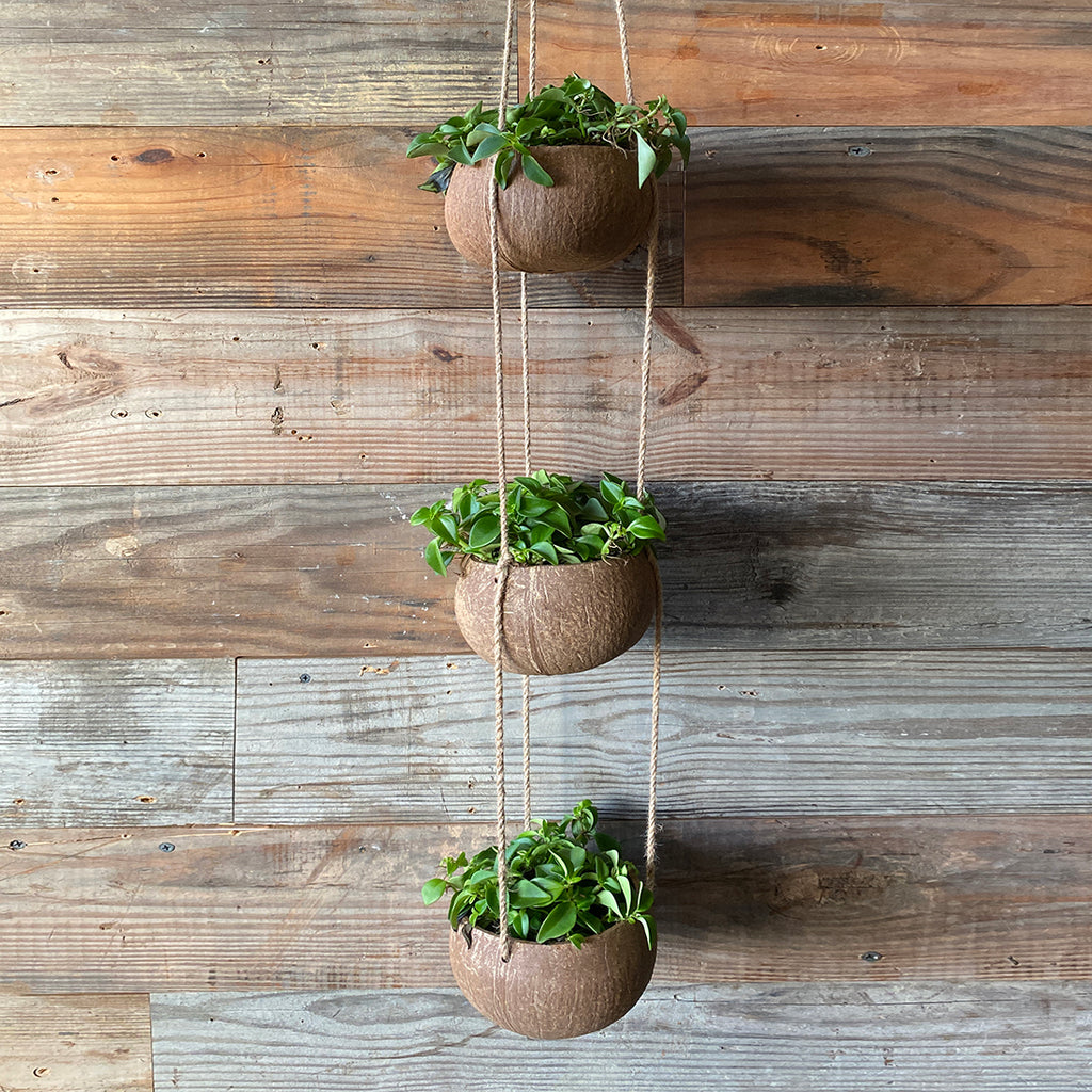 Hanging Coconut Planter