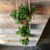 Hanging Coconut Planter