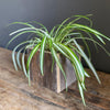 Wood Karma Vase - SUSIE FRAZIER