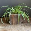 Wood Karma Vase - SUSIE FRAZIER